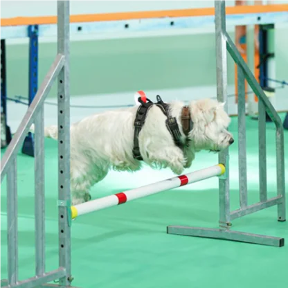 Activités canineset démonstrations