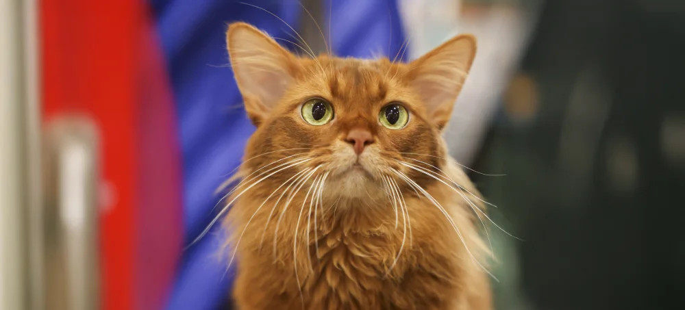 Chat-Paris-Animal-Show-2