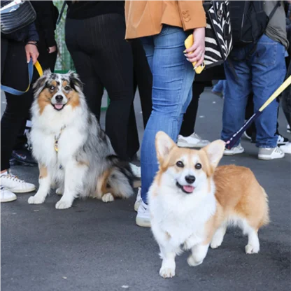 Garderie canine et Dog Café