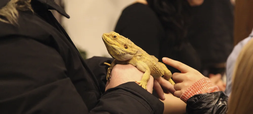 Lesard-Paris-animal-show