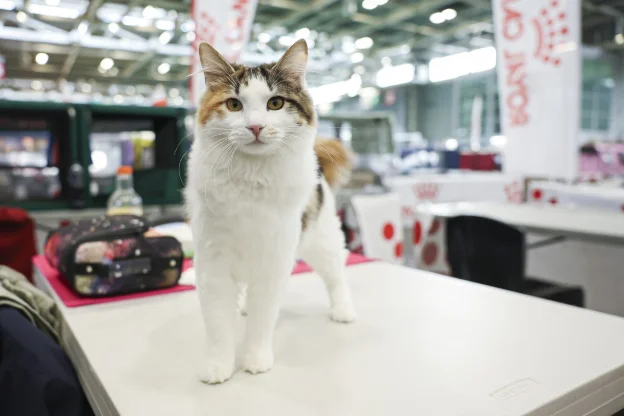 The feline show