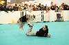 Agility-demo-chien-Salon des animaux de compagnie-Paris-Animal-Show-Expozoo