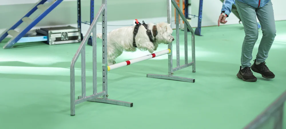 Header%20activite-canine-saut