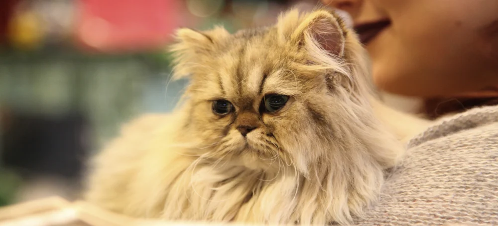 Persan-Paris-Animal-Show