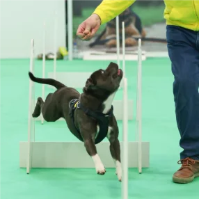 Éducation canine