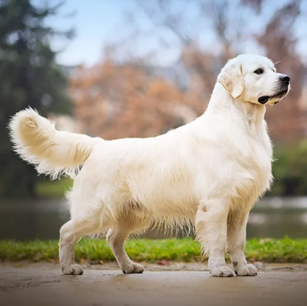 Golden RetrieverElevage Dix-Huit Carats