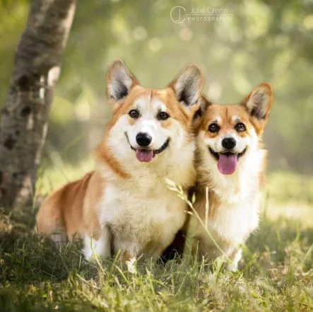Welsh Corgi PembrokeElevage Chemin des Korrigans