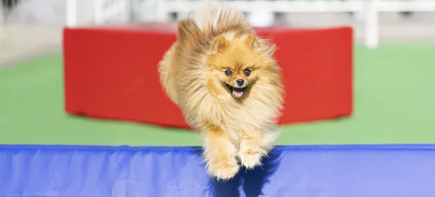 Agility