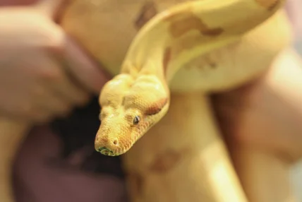 Les reptiles