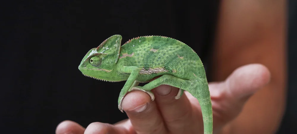 Cameleon-Paris-animal-show