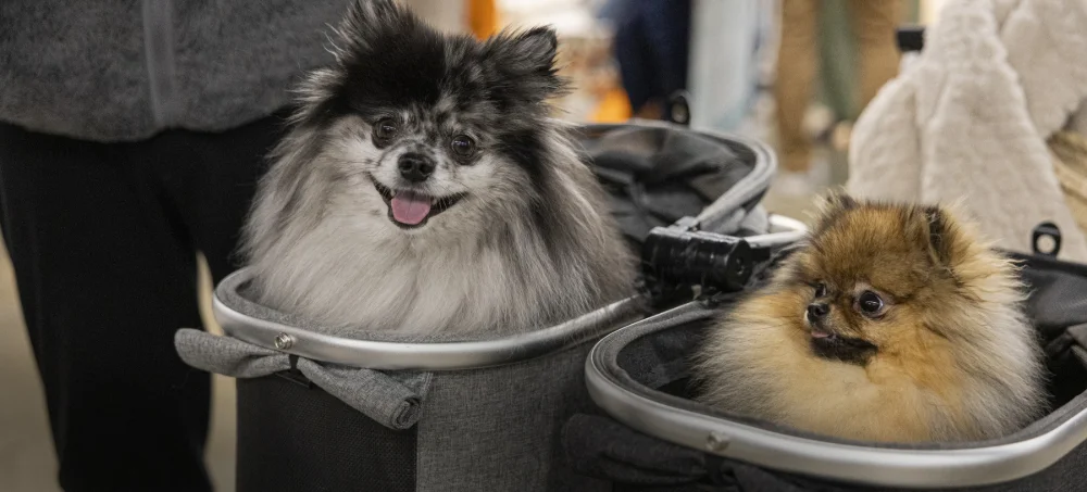 Chien-Paris-Animal-Show-2