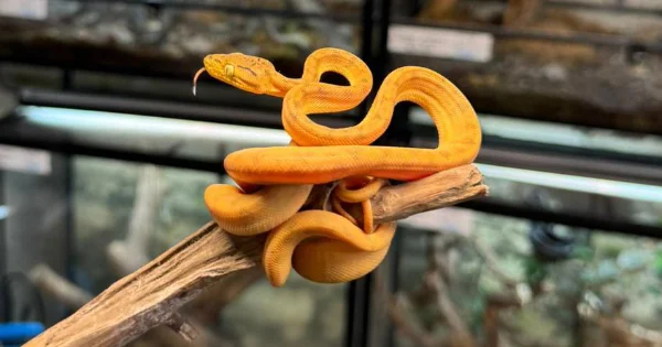 Corallus-2