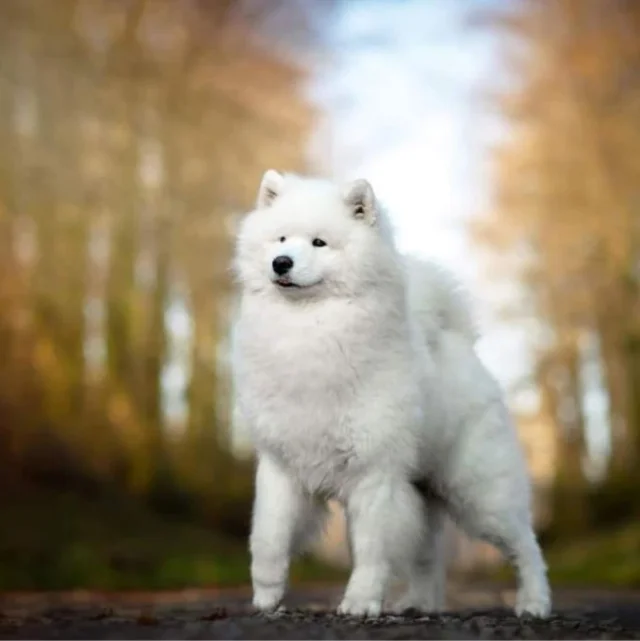 SamoyedeElevage Of Karasea