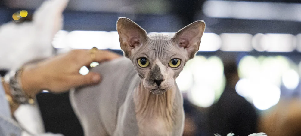 Sphinx-Paris-Animal-Show