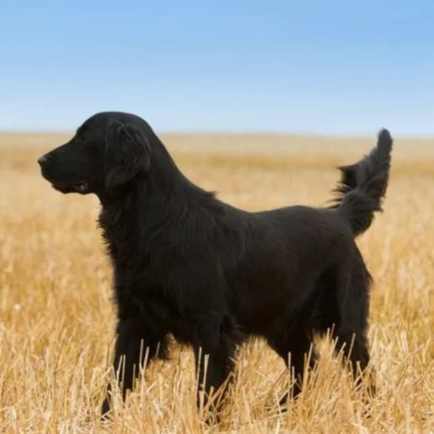 Flat Coated Retriever Elevage Dix-Huit Carats