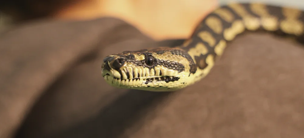 Serpent-Paris-animal-show-2