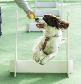 Flyball