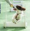 Flyball-Paris-Animal-show