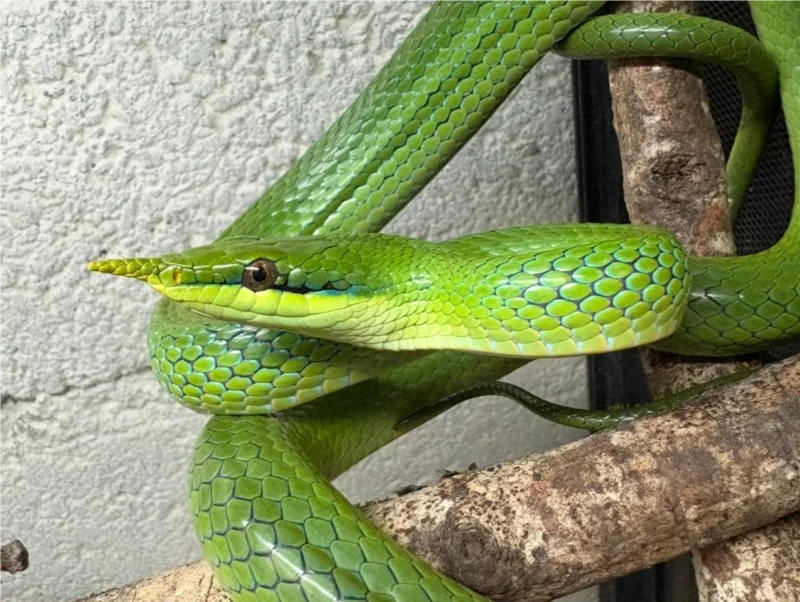 Gonyosoma