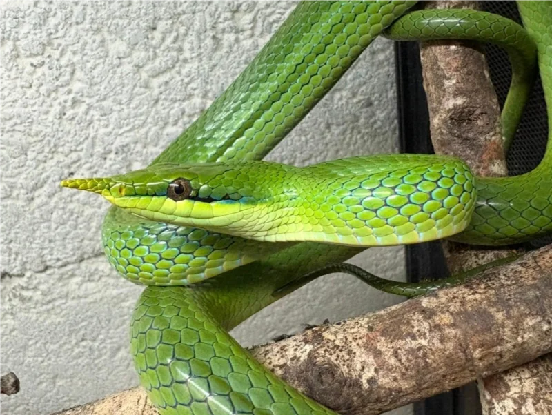 Gonyosoma