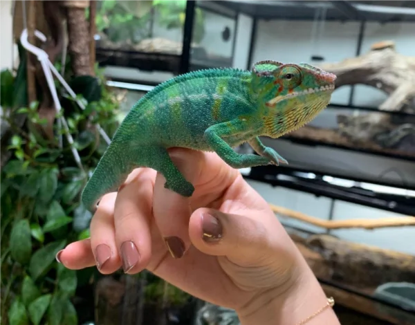 Furcifer.jpeg