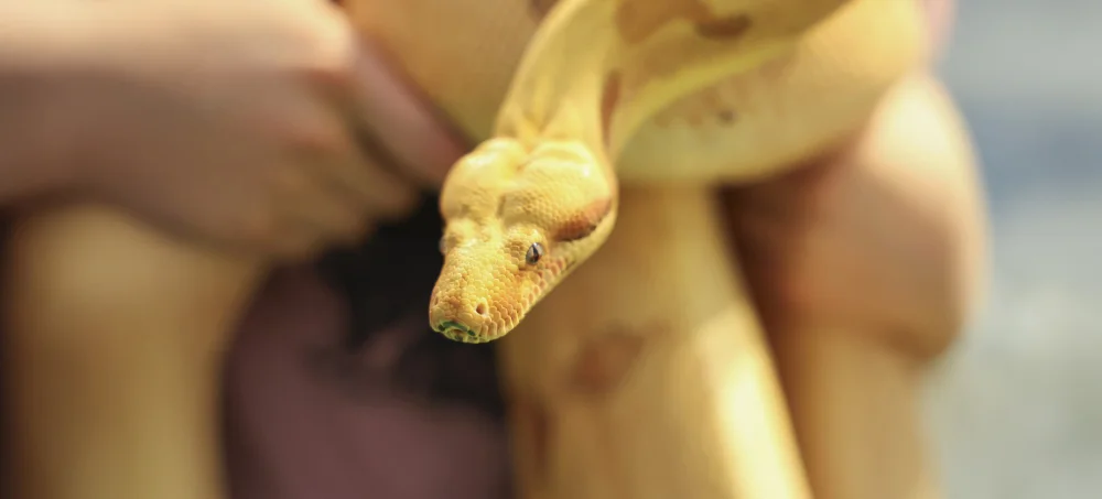 Serpent-Paris-animal-show-1