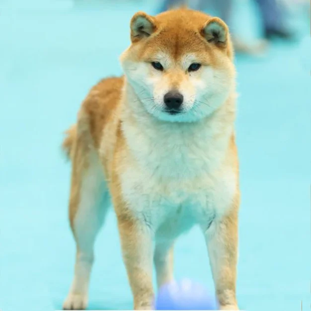 Shiba InuElevage Hoxakam