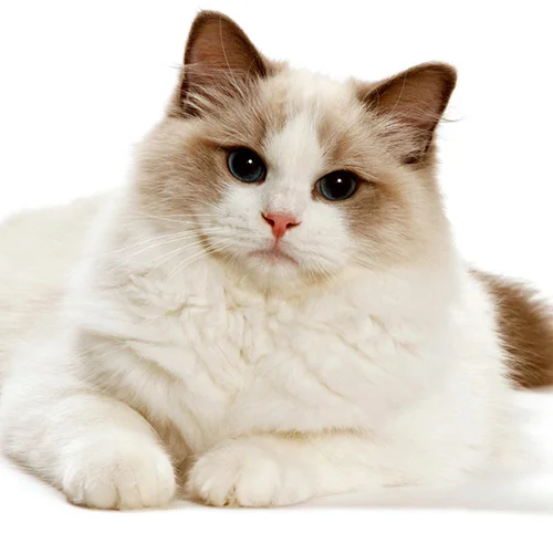 Ragdoll