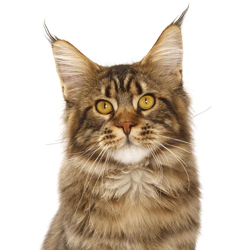 Maine Coon