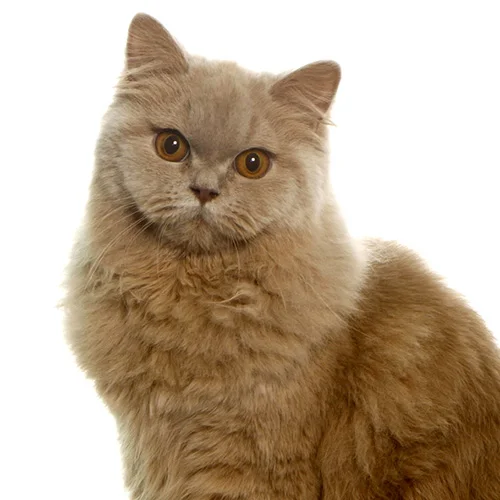 British Longhair