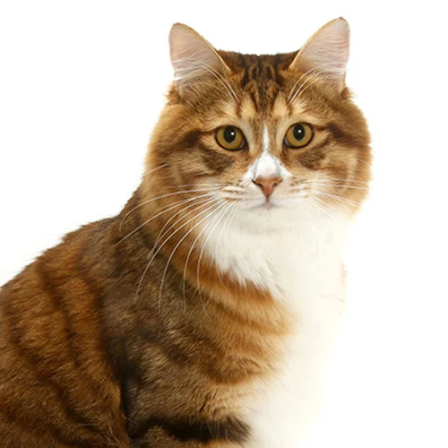 Bobtail Kurilian Longhair