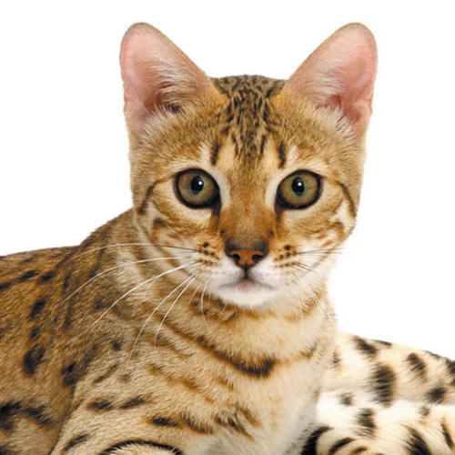 Bengal