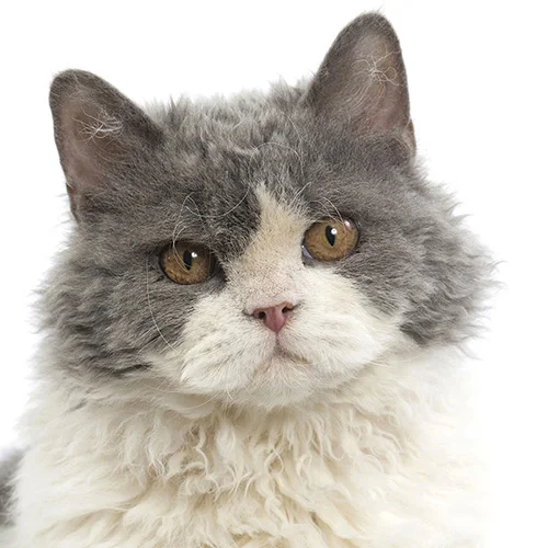 Selkirk Rex poil long