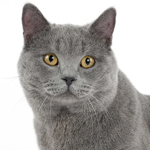 Chartreux