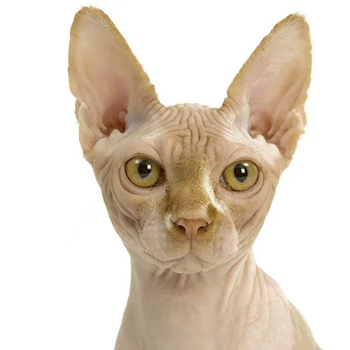 Sphynx