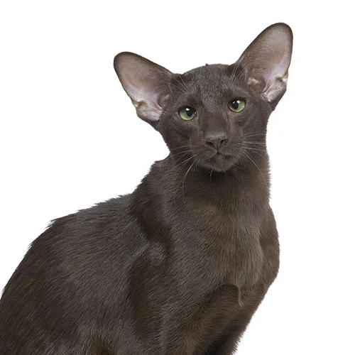 Oriental Shorthair