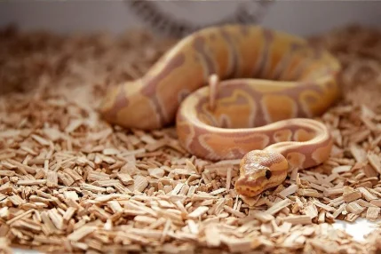 Les reptiles