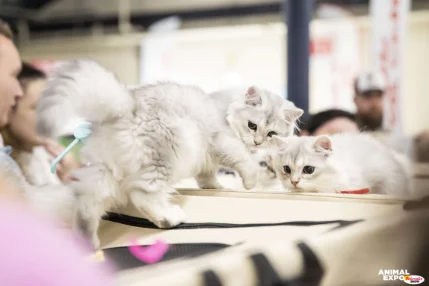 Les chats