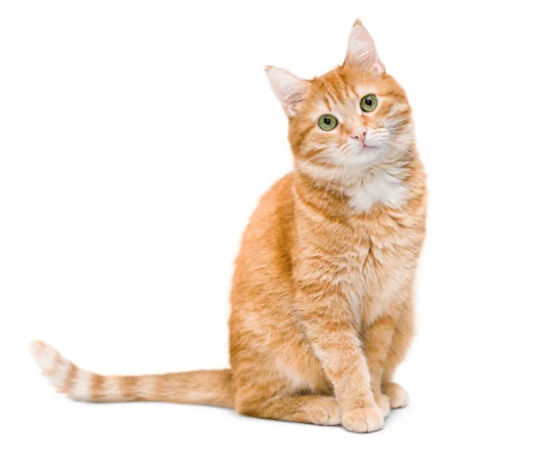 Chats de maison poils court
