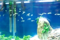 Bassin