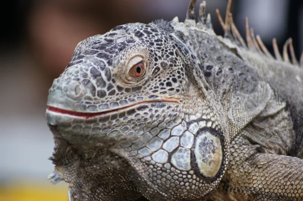 Insectes et reptiles