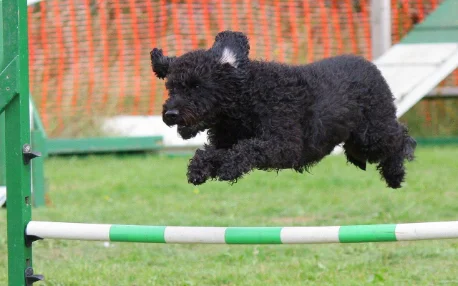 L’importance de l’exercice pour le bien-être de votre chien