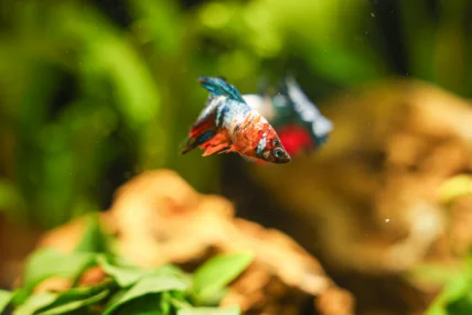 Quel animal de compagnie choisir en fonction de votre mode de vie ?